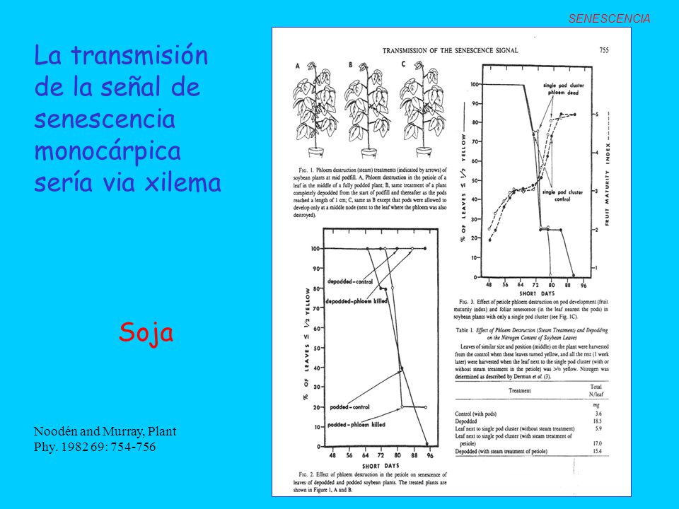 La transmisión de la señal de senescencia monocárpica sería via xilema