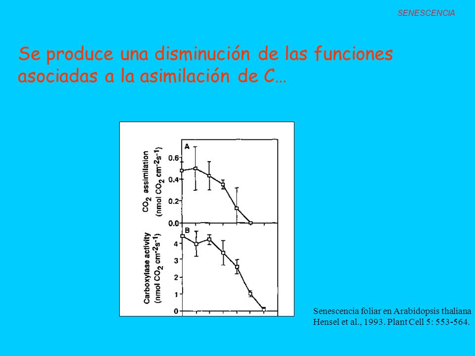 SENESCENCIA Se produce una disminución de las funciones asociadas a la asimilación de C… Senescencia foliar en Arabidopsis thaliana.