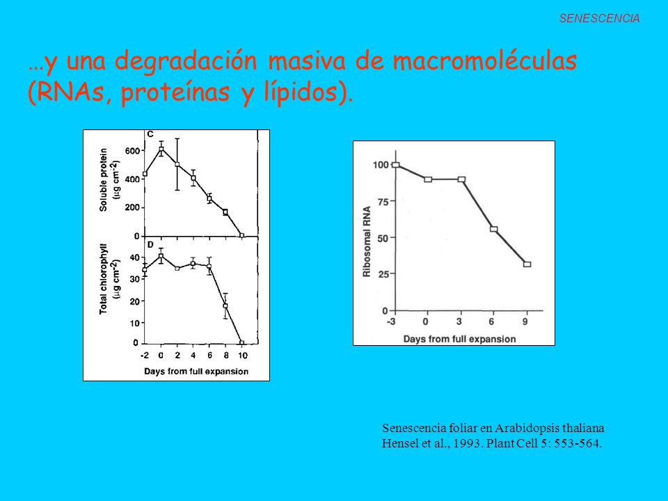 SENESCENCIA …y una degradación masiva de macromoléculas (RNAs, proteínas y lípidos). Senescencia foliar en Arabidopsis thaliana.