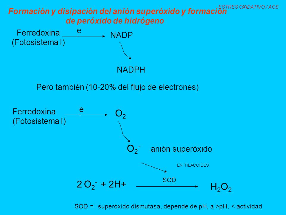 SOD = superóxido dismutasa, depende de pH, a >pH, < actividad