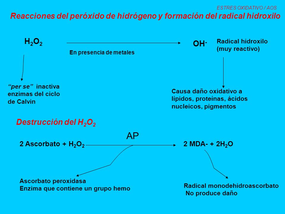 Enzima que contiene un grupo hemo Radical monodehidroascorbato