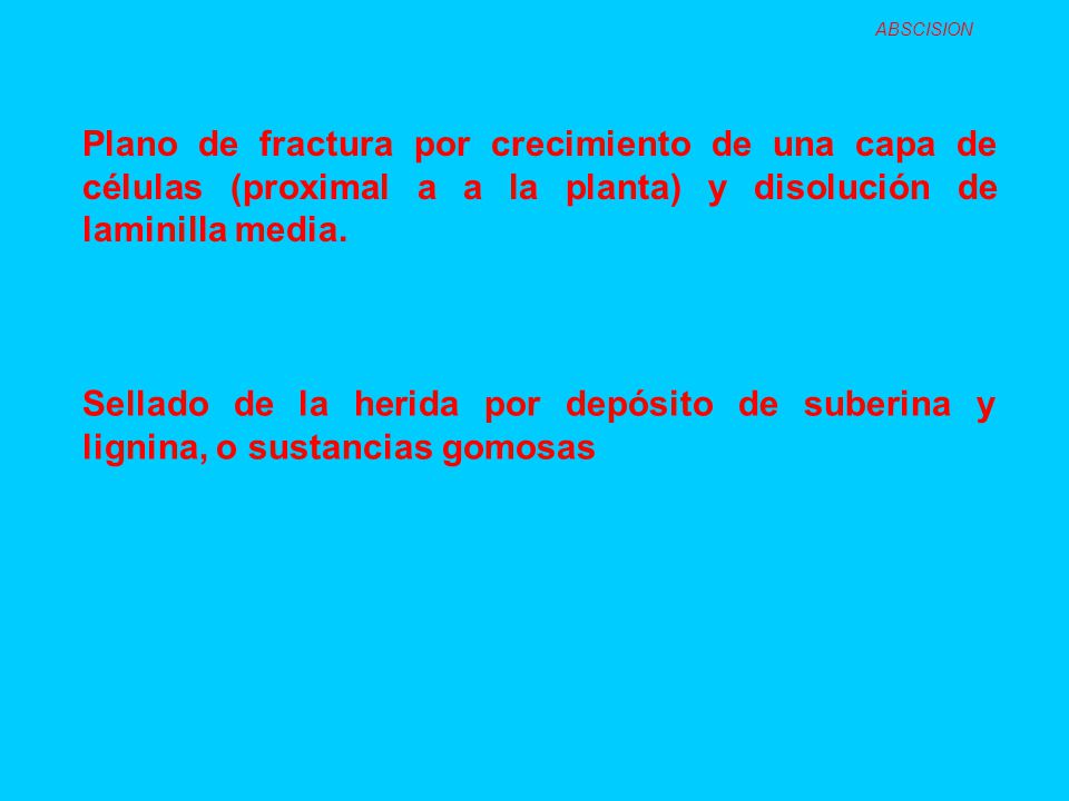 ABSCISION Plano de fractura por crecimiento de una capa de células (proximal a a la planta) y disolución de laminilla media.