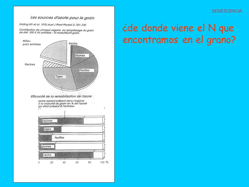 ¿de donde viene el N que encontramos en el grano