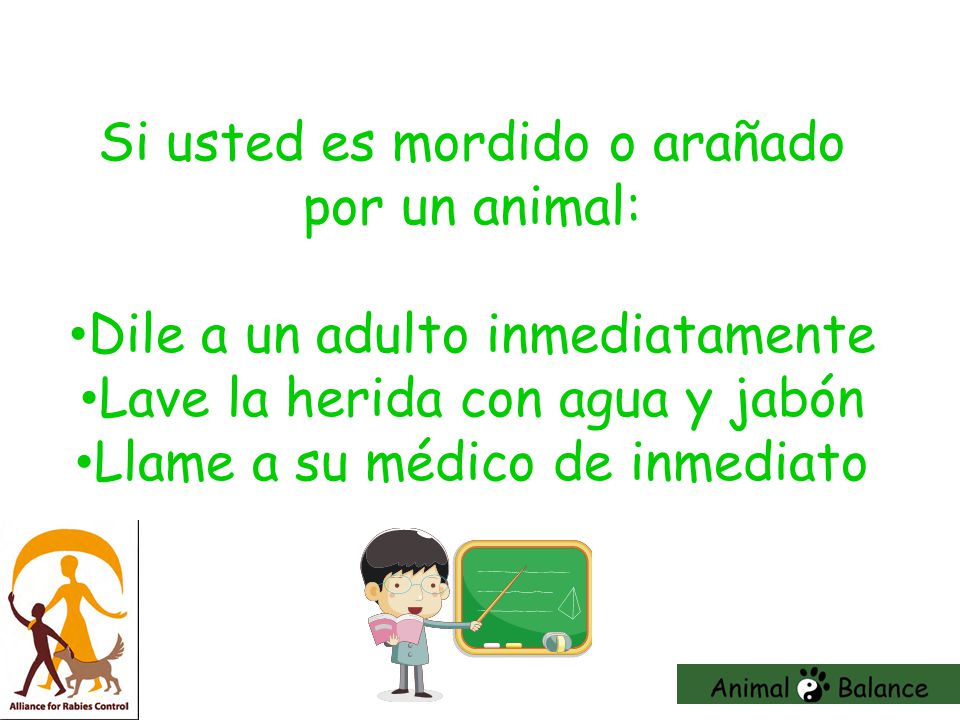 Si usted es mordido o arañado por un animal: