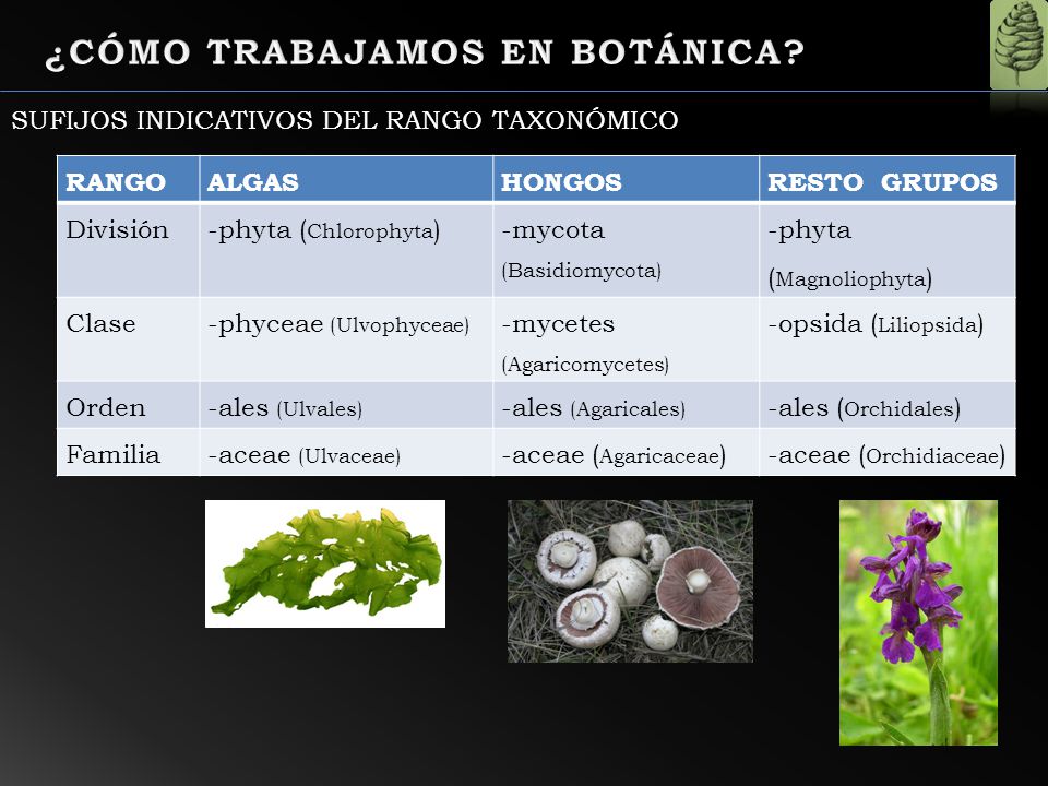 ¿CÓMO TRABAJAMOS EN BOTÁNICA
