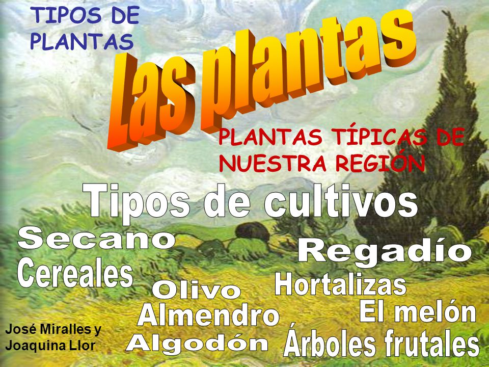 Las plantas Tipos de cultivos Secano Regadío Cereales Hortalizas Olivo
