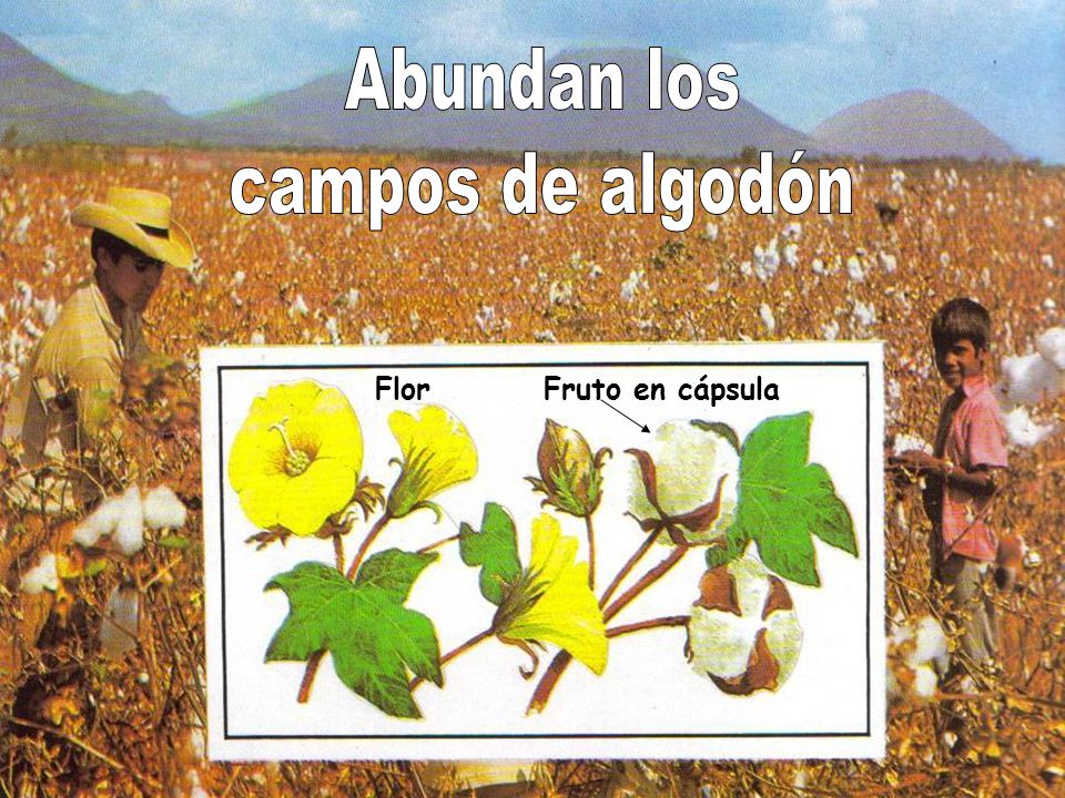 Abundan los campos de algodón Flor Fruto en cápsula