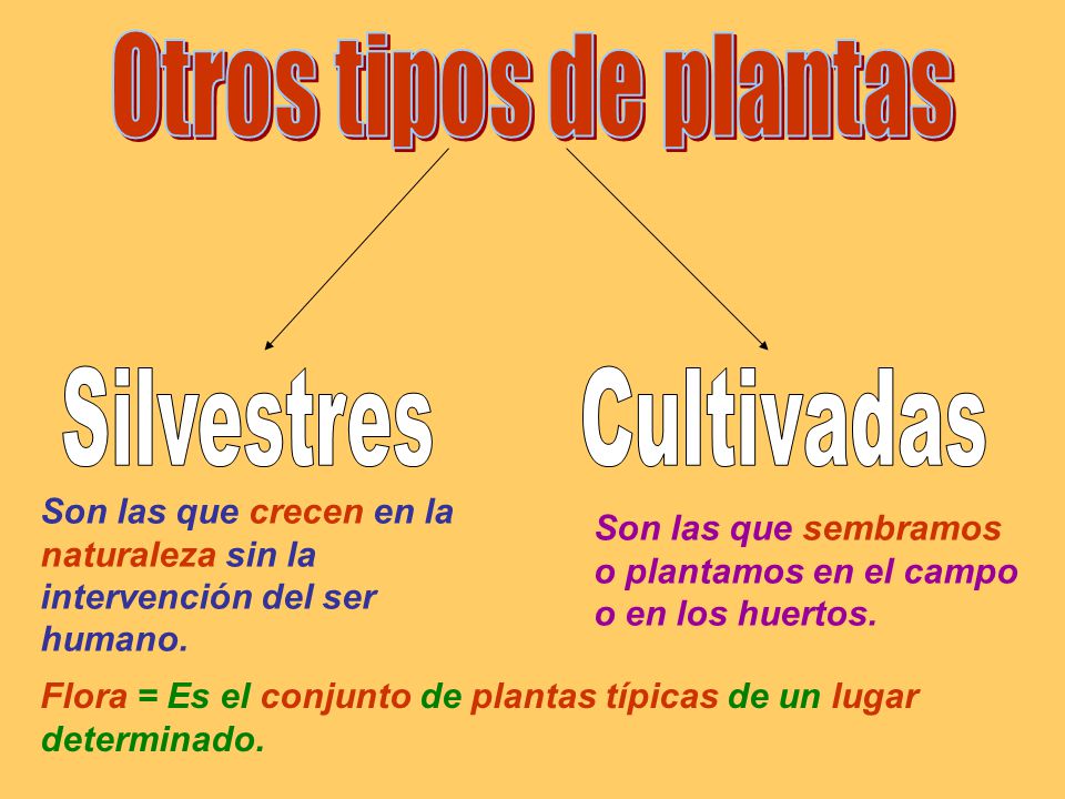 Otros tipos de plantas Silvestres Cultivadas