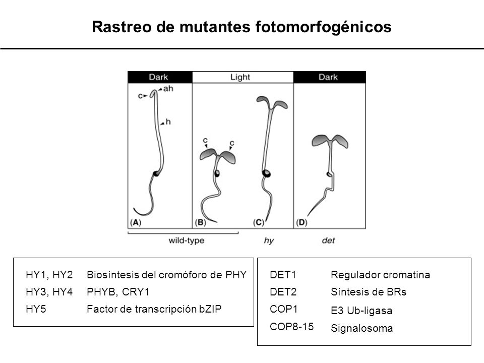 Rastreo de mutantes fotomorfogénicos