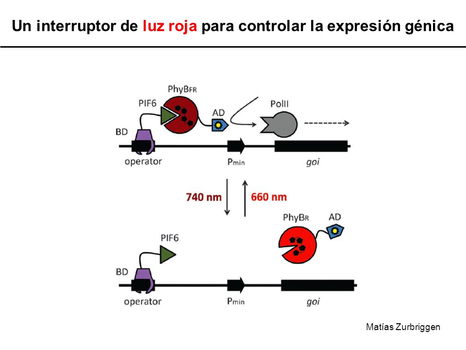 Un interruptor de luz roja para controlar la expresión génica
