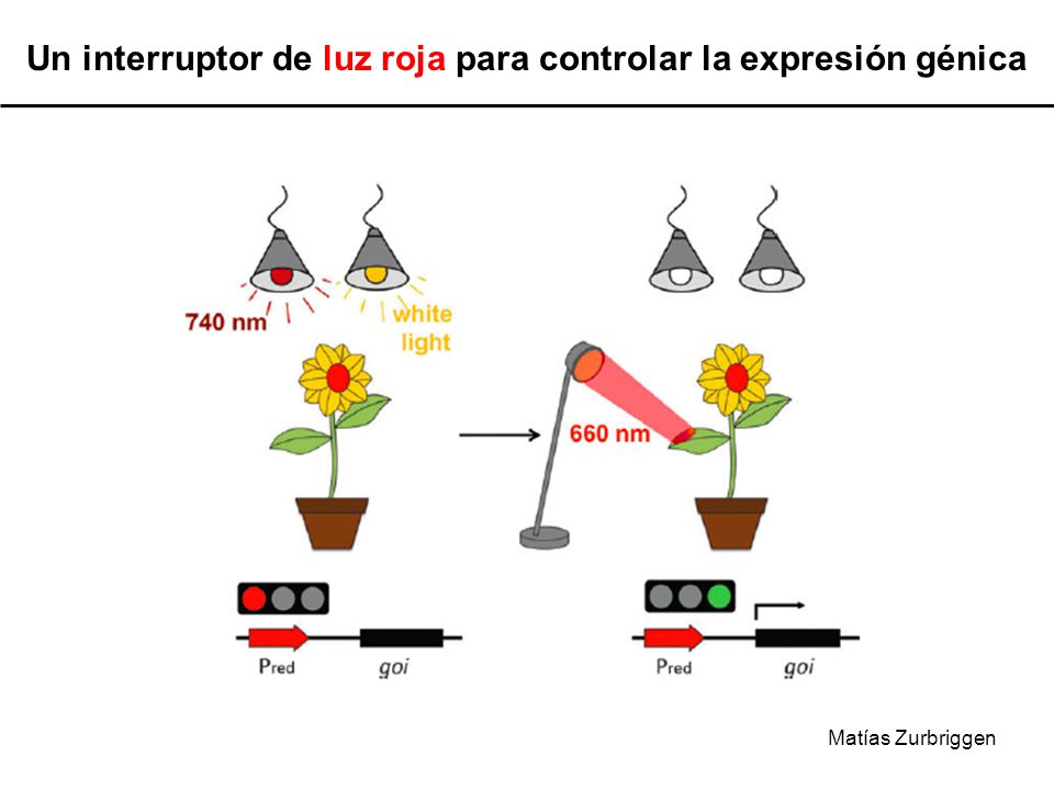 Un interruptor de luz roja para controlar la expresión génica