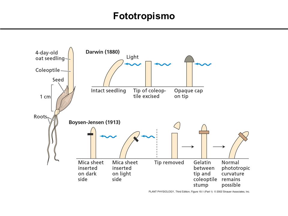 Fototropismo - light absorption at tip produces signal sent downward into lower portions, causing unequal growth.