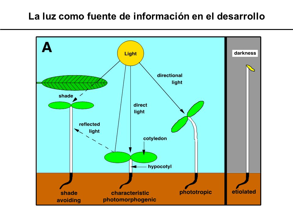 La luz como fuente de información en el desarrollo