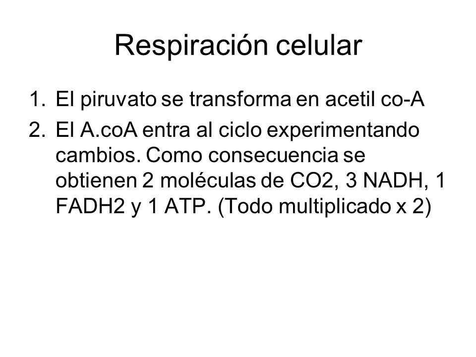 Respiración celular El piruvato se transforma en acetil co-A
