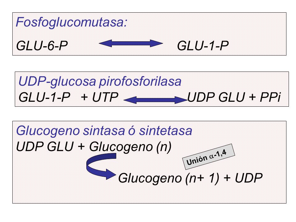 UDP-glucosa pirofosforilasa GLU-1-P + UTP UDP GLU + PPi