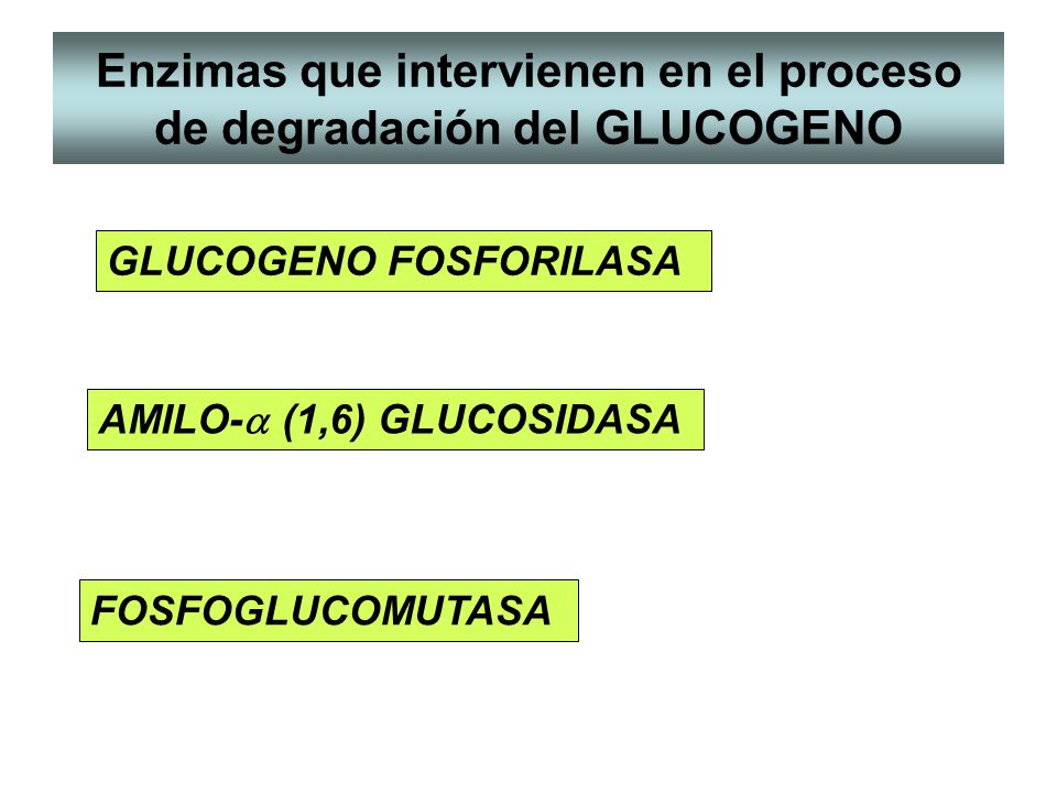 Enzimas que intervienen en el proceso de degradación del GLUCOGENO