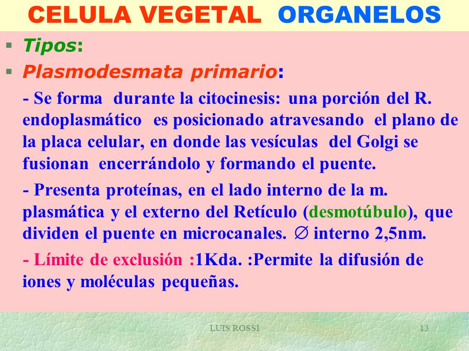 CELULA VEGETAL ORGANELOS