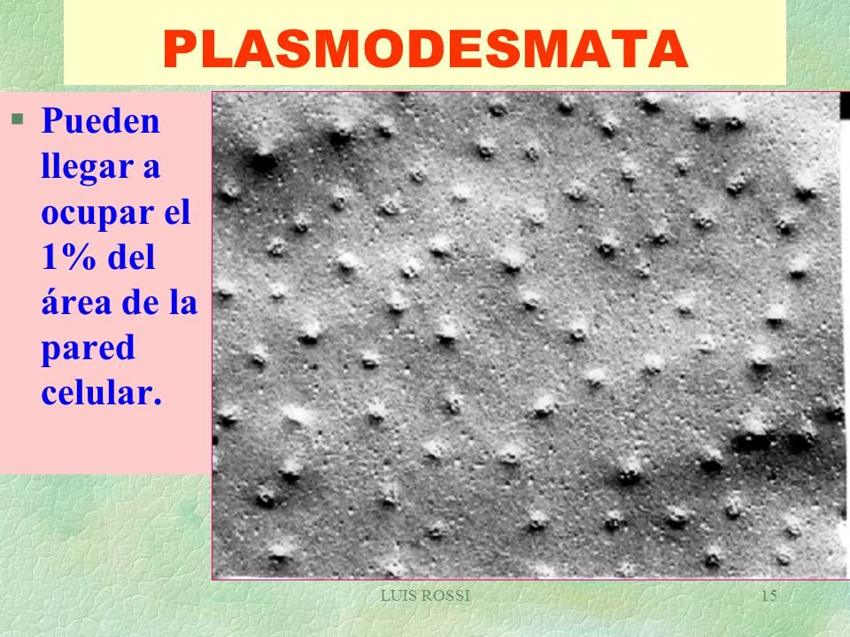 PLASMODESMATA Pueden llegar a ocupar el 1% del área de la pared celular. LUIS ROSSI