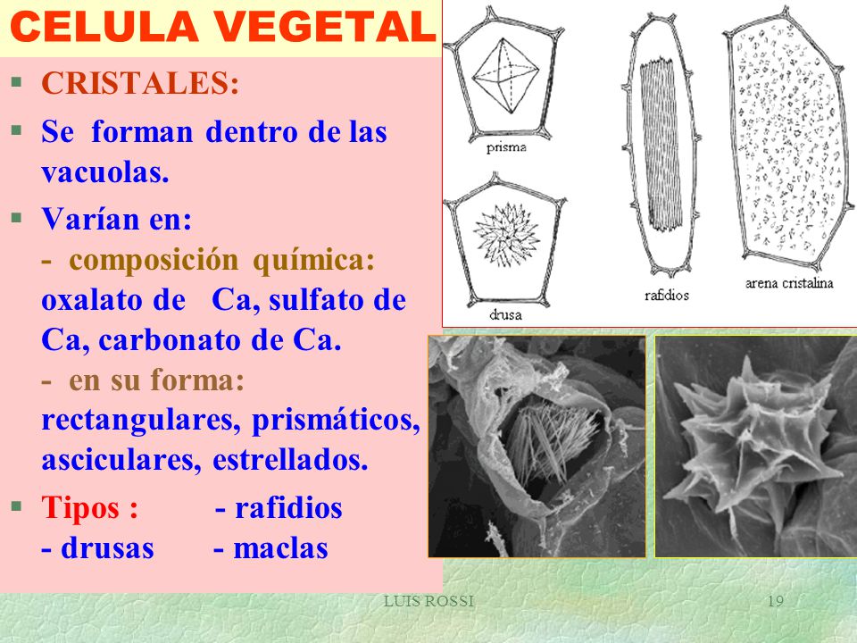 CELULA VEGETAL CRISTALES: Se forman dentro de las vacuolas.