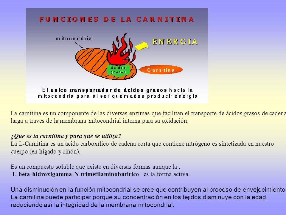 La carnitina es un componente de las diversas enzimas que facilitan el transporte de ácidos grasos de cadena larga a traves de la membrana mitocondrial interna para su oxidación.