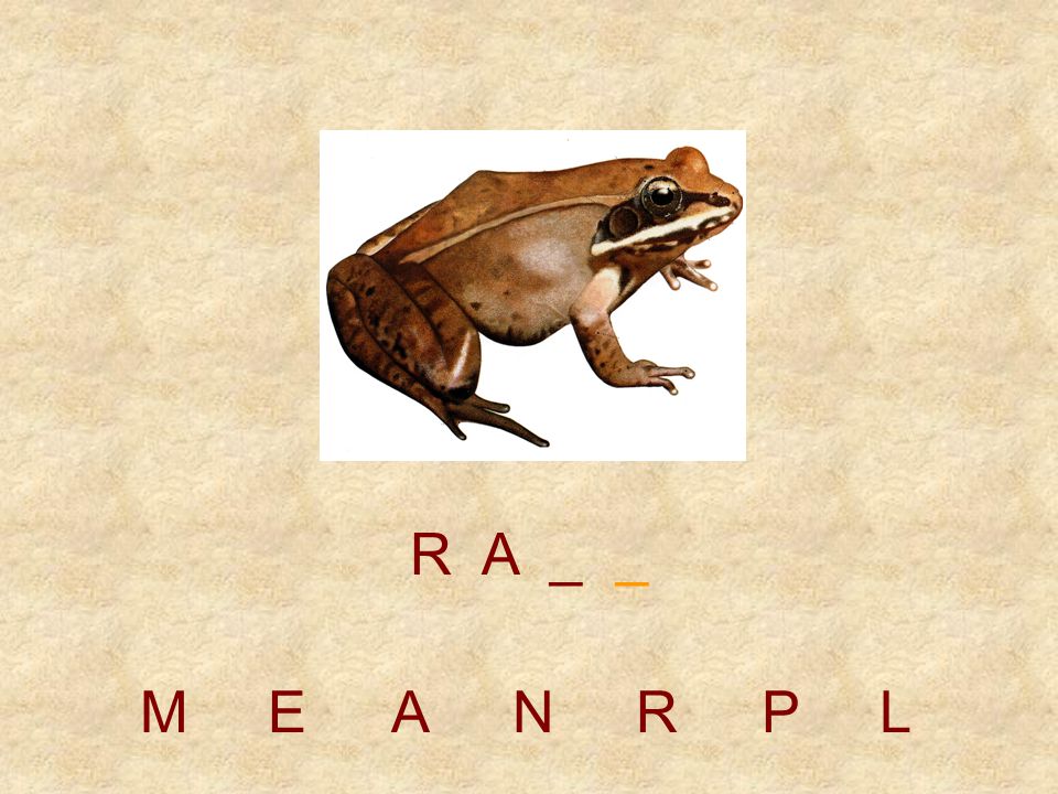 R A _ _ M E A N R P L