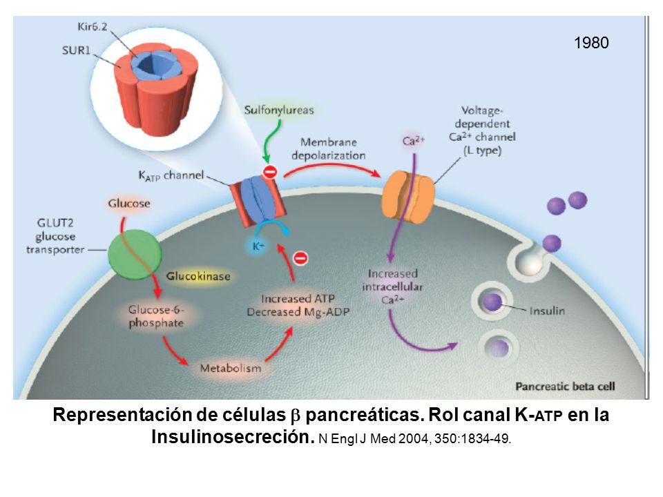 1980 Representación de células  pancreáticas. Rol canal K-ATP en la Insulinosecreción.