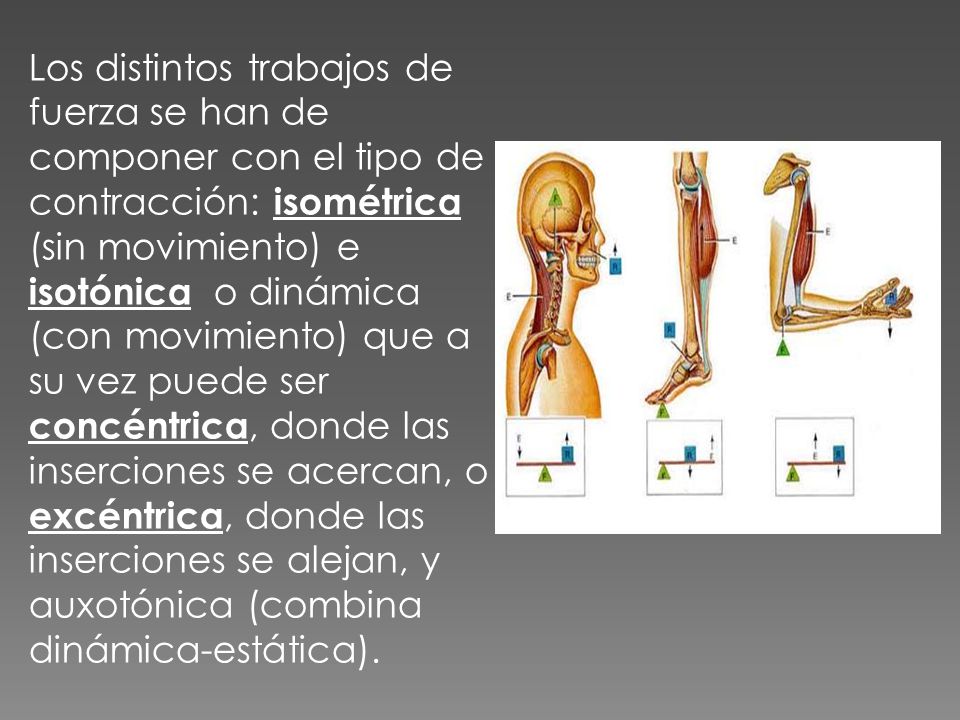 Los distintos trabajos de fuerza se han de componer con el tipo de contracción: isométrica (sin movimiento) e isotónica o dinámica (con movimiento) que a su vez puede ser concéntrica, donde las inserciones se acercan, o excéntrica, donde las inserciones se alejan, y auxotónica (combina dinámica-estática).