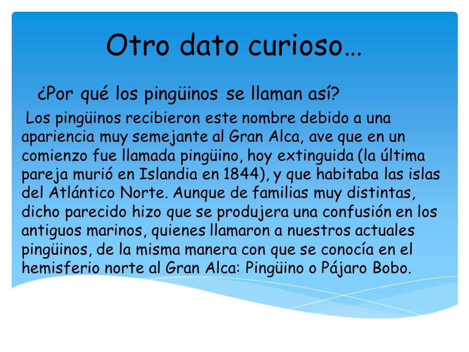 Otro dato curioso… ¿Por qué los pingüinos se llaman así