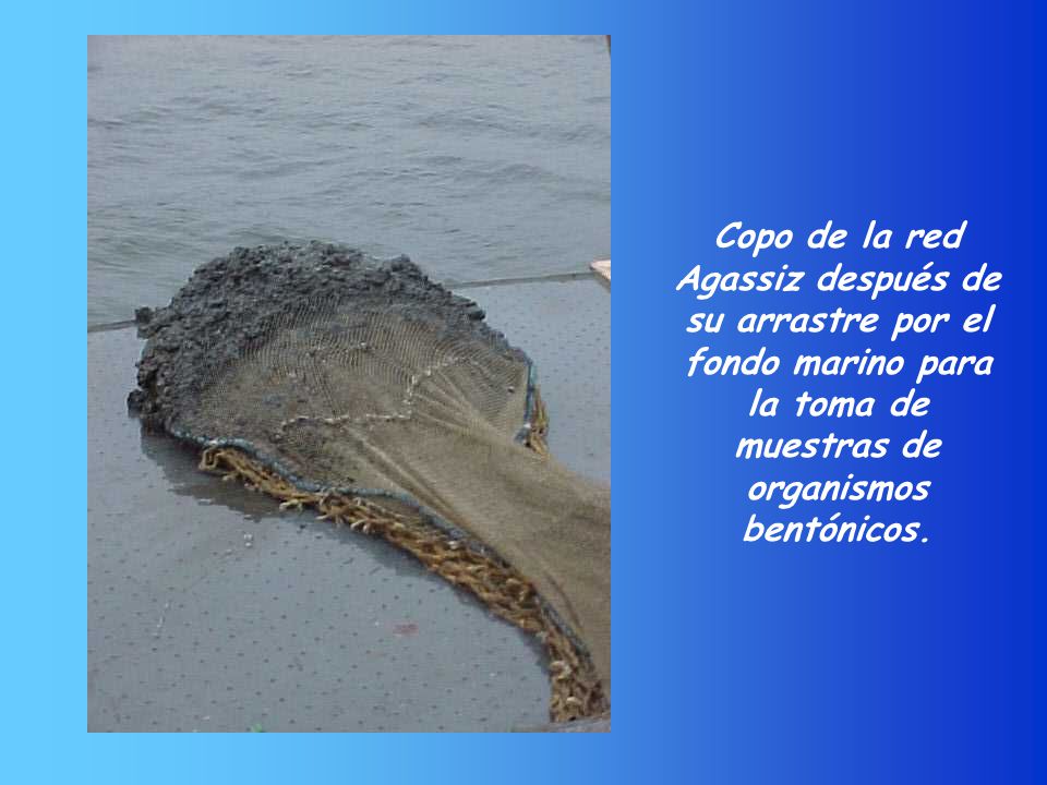 Copo de la red Agassiz después de su arrastre por el fondo marino para la toma de muestras de organismos bentónicos.
