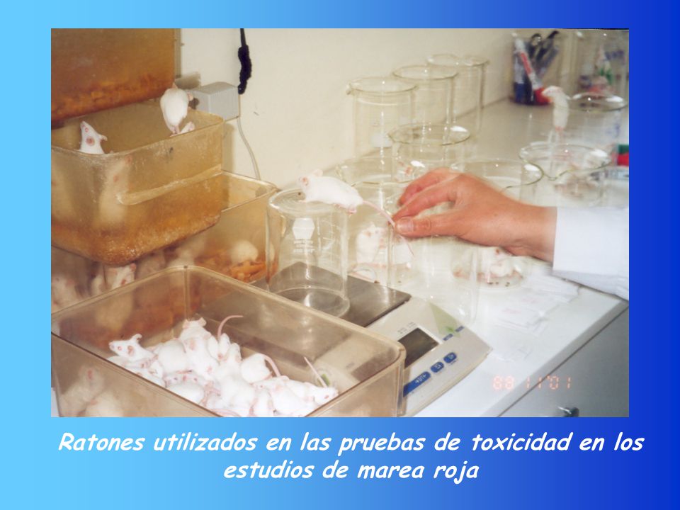 Ratones utilizados en las pruebas de toxicidad en los estudios de marea roja