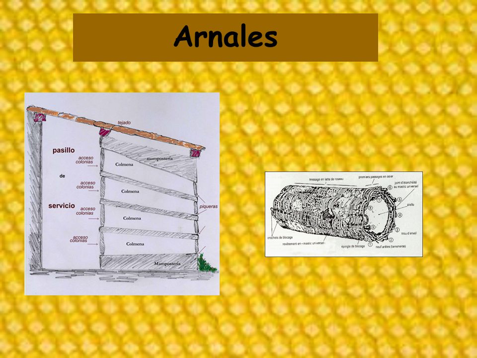 Arnales