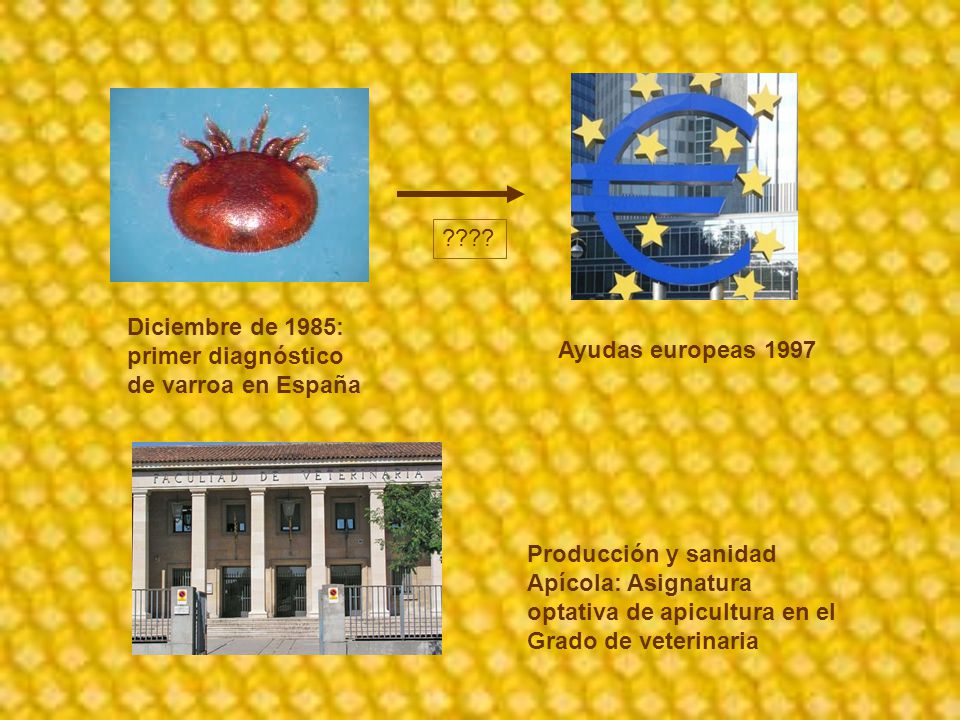 Diciembre de 1985: primer diagnóstico de varroa en España. Ayudas europeas