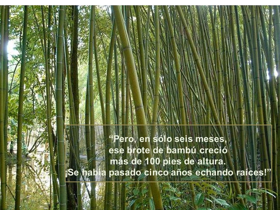 Pero, en sólo seis meses, ese brote de bambú creció más de 100 pies de altura.