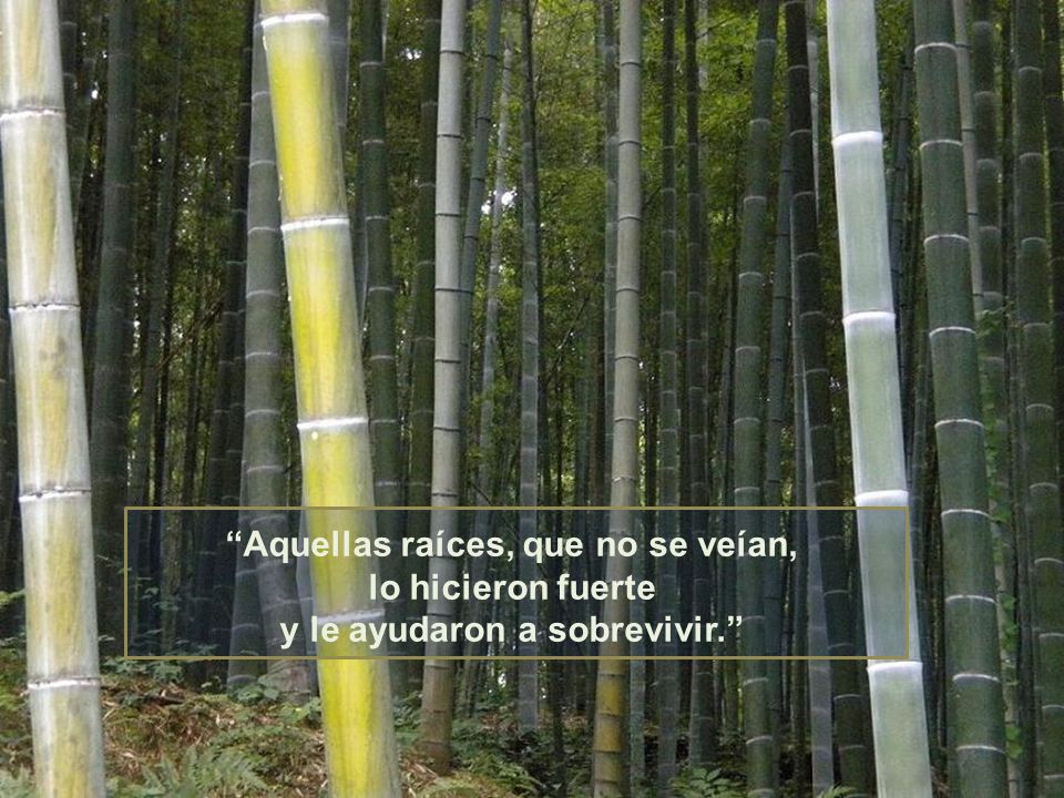 Aquellas raíces, que no se veían, lo hicieron fuerte y le ayudaron a sobrevivir.