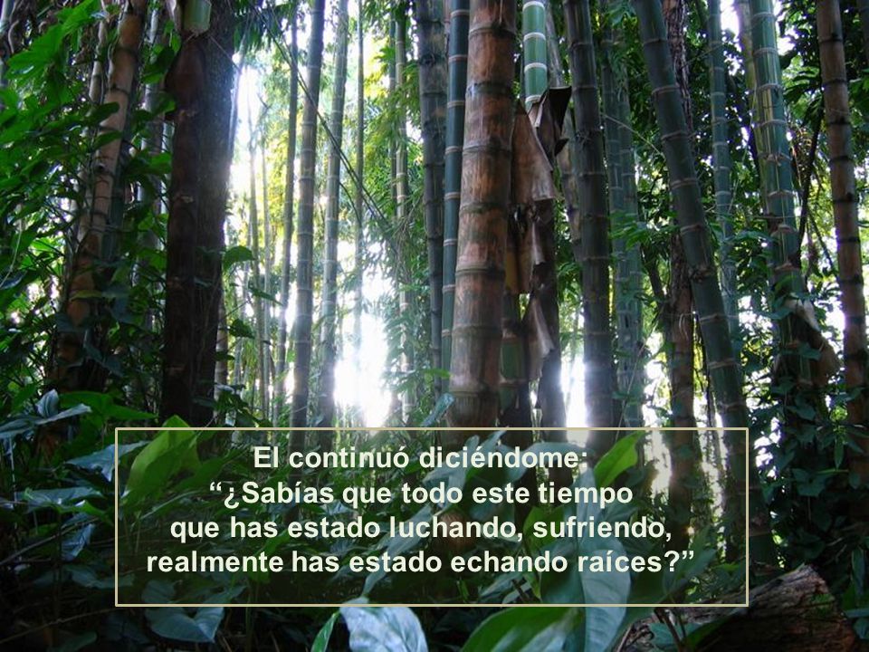 El continuó diciéndome: ¿Sabías que todo este tiempo que has estado luchando, sufriendo, realmente has estado echando raíces