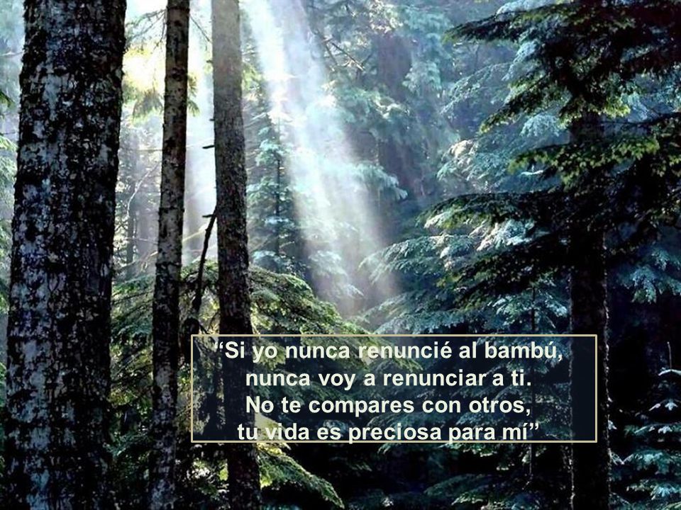 Si yo nunca renuncié al bambú, nunca voy a renunciar a ti