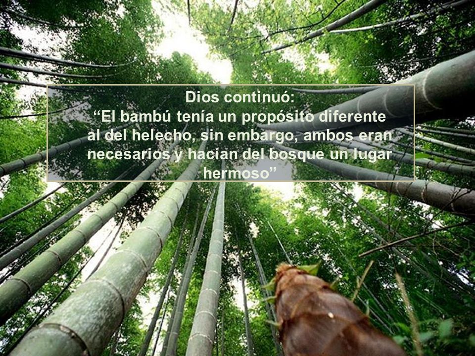 Dios continuó: El bambú tenía un propósito diferente al del helecho, sin embargo, ambos eran necesarios y hacían del bosque un lugar hermoso