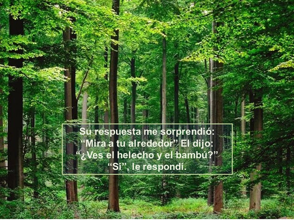 Su respuesta me sorprendió: Mira a tu alrededor El dijo: ¿Ves el helecho y el bambú Si , le respondí.