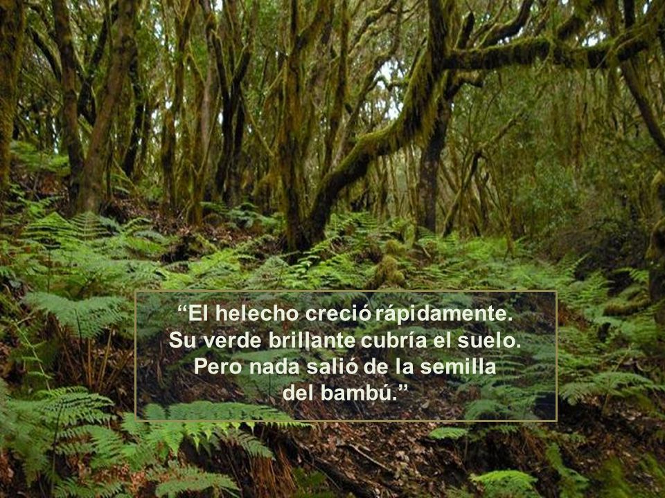 El helecho creció rápidamente. Su verde brillante cubría el suelo