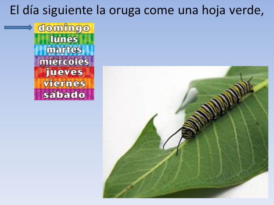 El día siguiente la oruga come una hoja verde,