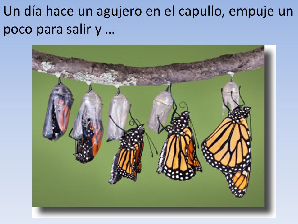 Un día hace un agujero en el capullo, empuje un poco para salir y …