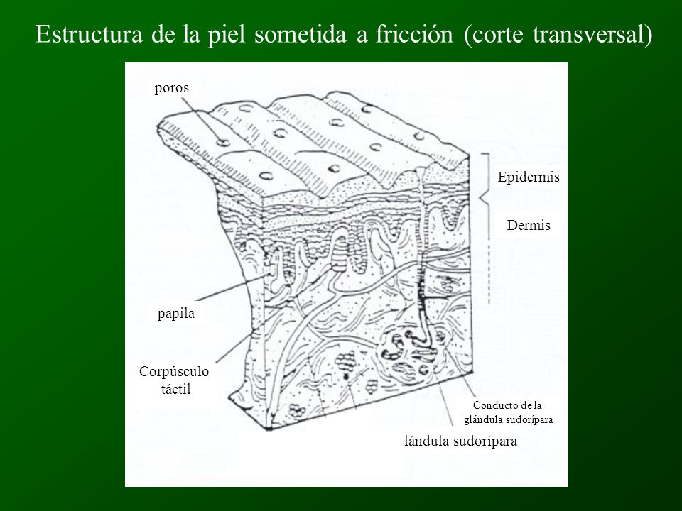 Estructura de la piel sometida a fricción (corte transversal)