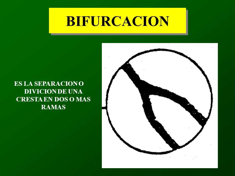 ES LA SEPARACION O DIVICION DE UNA CRESTA EN DOS O MAS RAMAS