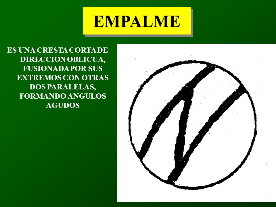 EMPALME ES UNA CRESTA CORTA DE DIRECCION OBLICUA, FUSIONADA POR SUS EXTREMOS CON OTRAS DOS PARALELAS, FORMANDO ANGULOS AGUDOS.