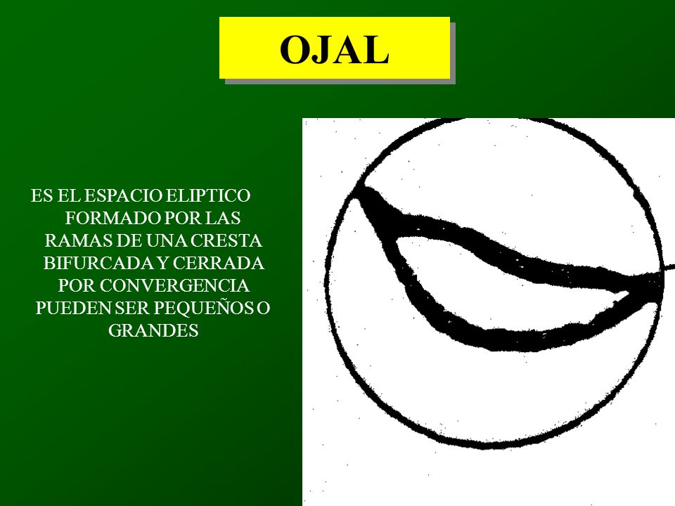OJAL ES EL ESPACIO ELIPTICO FORMADO POR LAS RAMAS DE UNA CRESTA BIFURCADA Y CERRADA POR CONVERGENCIA PUEDEN SER PEQUEÑOS O GRANDES.
