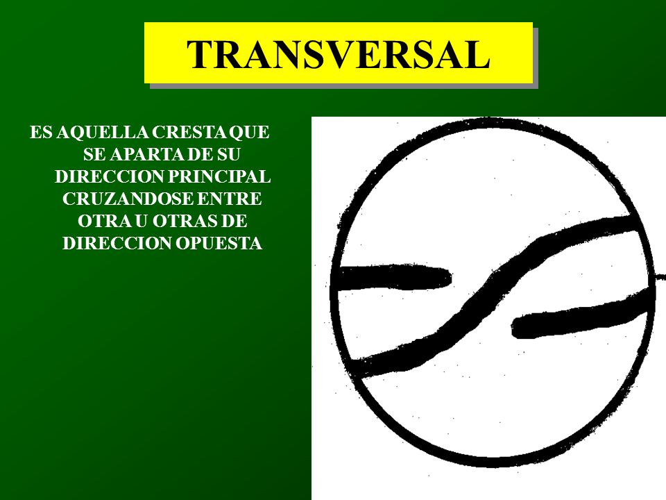 TRANSVERSAL ES AQUELLA CRESTA QUE SE APARTA DE SU DIRECCION PRINCIPAL CRUZANDOSE ENTRE OTRA U OTRAS DE DIRECCION OPUESTA.