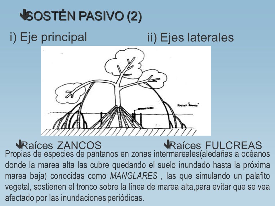 SOSTÉN PASIVO (2) i) Eje principal ii) Ejes laterales Raíces ZANCOS