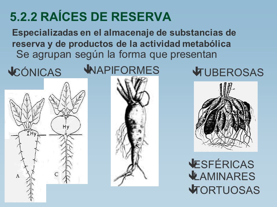 5.2.2 RAÍCES DE RESERVA Se agrupan según la forma que presentan