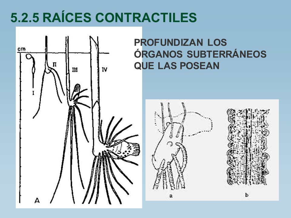 5.2.5 RAÍCES CONTRACTILES PROFUNDIZAN LOS ÓRGANOS SUBTERRÁNEOS QUE LAS POSEAN
