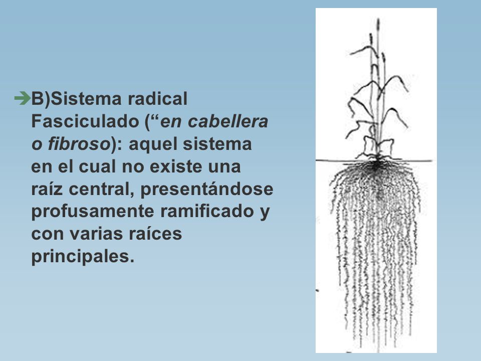 B)Sistema radical Fasciculado ( en cabellera o fibroso): aquel sistema en el cual no existe una raíz central, presentándose profusamente ramificado y con varias raíces principales.